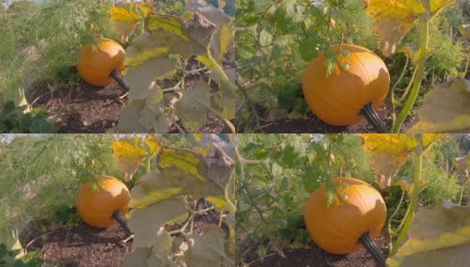 橘子花园南瓜4K超高清高清在线视频素材下载