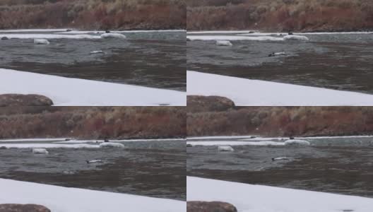 小河鸟在雪灾中的流水中嬉戏高清在线视频素材下载