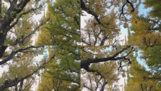 银杏树在神宫Gaien秋天的东京高清在线视频素材下载