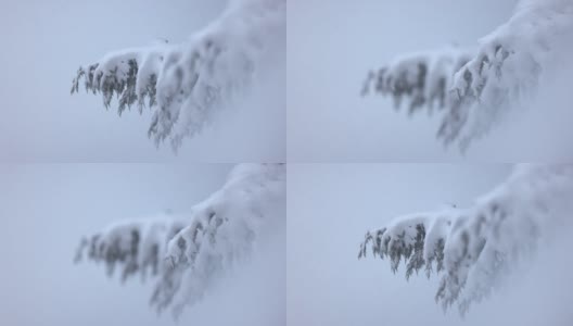 雪松，在冬天的时候高清在线视频素材下载