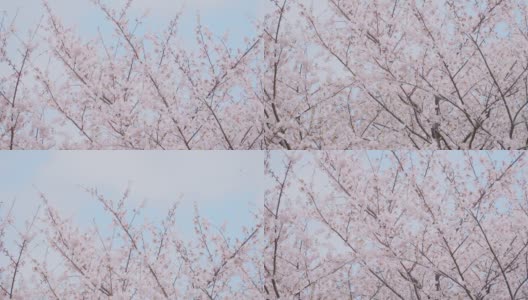 日本东京春天樱花在风中摇曳高清在线视频素材下载