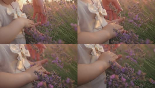 女人的手拥抱着一束鲜花。日落时分美丽的薰衣草田。芳香疗法，石油，农业。收获的鲜花。屏幕保护程序,背景,素材。孩子中风高清在线视频素材下载