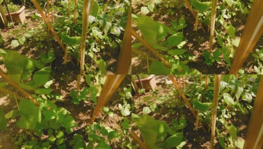 绿色的豆芽在菜园里开花高清在线视频素材下载