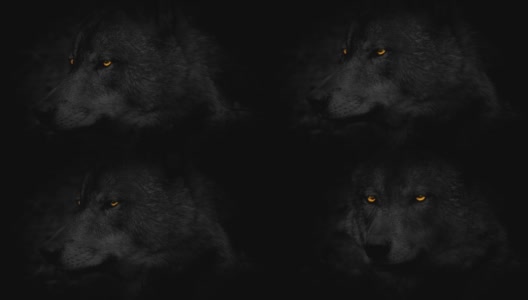 《火眼狼:黑暗中的侧视高清在线视频素材下载