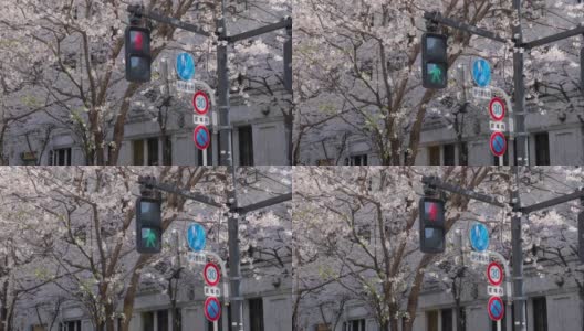 东京的樱花高清在线视频素材下载