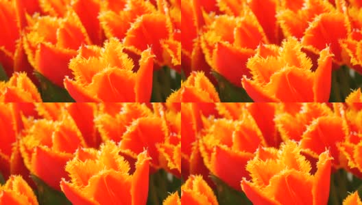 美丽的盛开温柔的新鲜的橘红色郁金香在早春荷兰公园，荷兰高清在线视频素材下载