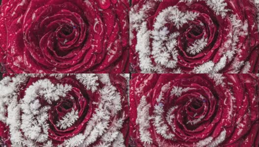 冰冻的红玫瑰，冰晶和雪形成的花瓣关闭霜，宏观，4k。前视图。晨露高清在线视频素材下载