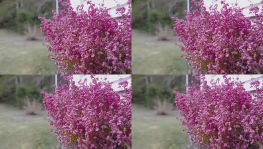 爱沙尼亚花园外的紫色石南花高清在线视频素材下载
