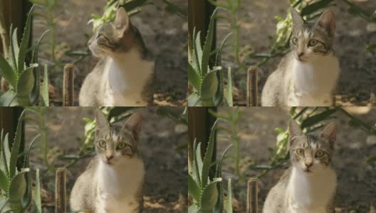 近距离镜头肖像的母虎斑猫看着相机在一个花园。高清在线视频素材下载