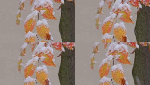 雪在东京的树上猛烈地飘落高清在线视频素材下载