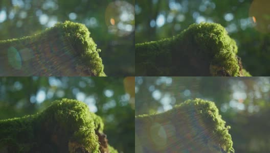 一只蚊子站在一些绿色的苔藓上的4K电影微距镜头(1)高清在线视频素材下载