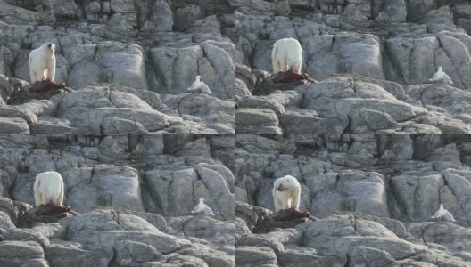 北极熊在吃，海鸥在等高清在线视频素材下载