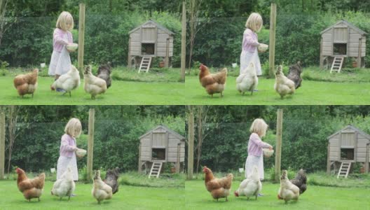 饥饿的鸡…高清在线视频素材下载