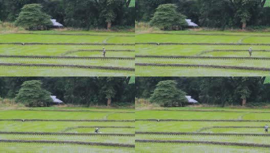 泰国大米的农民高清在线视频素材下载