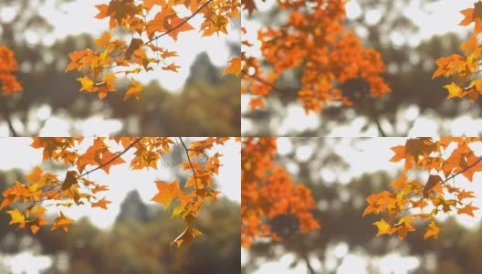 淘金:象征秋天的季节高清在线视频素材下载