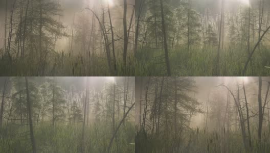 沼泽森林中的晨雾。两个镜头。高清在线视频素材下载
