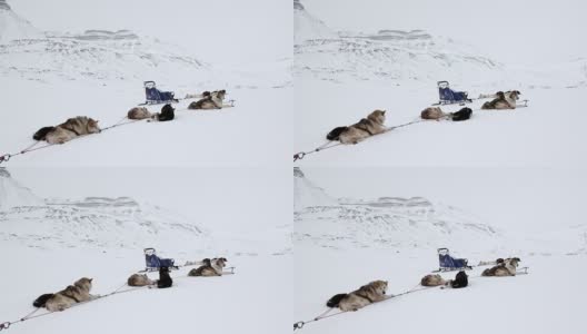 在北极圈的北极，爱斯基摩雪橇犬队在白雪皑皑的路上休息。高清在线视频素材下载