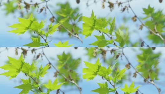 近距离拍摄树叶在微风中移动高清在线视频素材下载