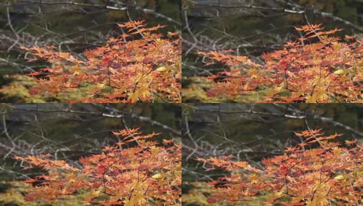 枫叶落叶秋色园景高清在线视频素材下载