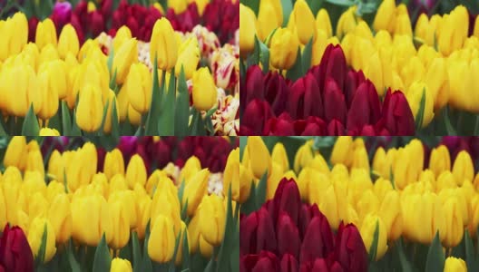 荷兰春光明媚的郁金香田。花卉生意，植物种植。黄色和红色的花朵特写。摄像机跟踪。高清在线视频素材下载