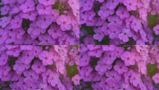 夏天的花园里长着漂亮的粉红色的福夹竹桃。近距离拍摄的福禄考在风中摇摆。视频剪辑4 k高清在线视频素材下载