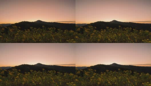 时间流逝的日落花在通Buatong山在泰国北部的湄洪森省高清在线视频素材下载