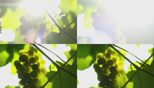 阳光下的一串葡萄高清在线视频素材下载