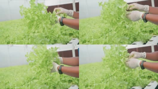 在温室里种植绿色沙拉和蔬菜的水培法。园丁们精心照料有机蔬菜。高清在线视频素材下载