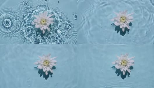 白菊花落在水面上的慢动作和蓝色背景上发散的水圈。水溅出蓝色。纯净水反射阳光和阴影。4k高清在线视频素材下载