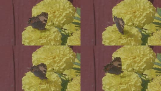 在瑞典斯堪的那维亚半岛的一个阳光明媚的夏日，蝴蝶在黄色的花上慢动作高清在线视频素材下载