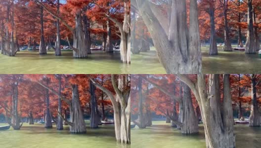 松柏科的落叶针叶树(松杉)在秋季水中。秋天的风景，树上的树叶黄而红。树在水里。秋天的概念。高清在线视频素材下载