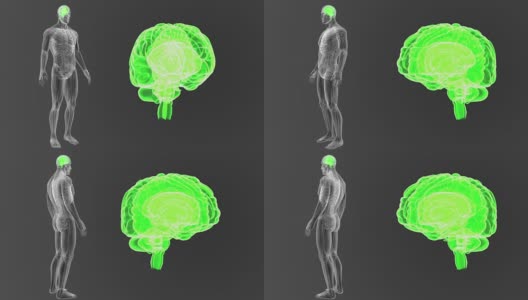 人类大脑放大与解剖学高清在线视频素材下载