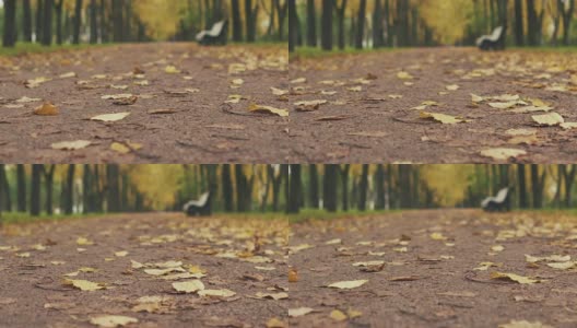 秋天金色的菩提树巷在镇的落叶滑落高清在线视频素材下载