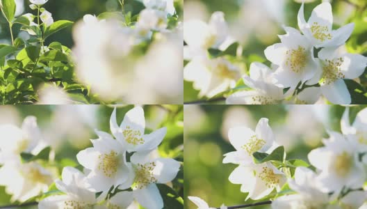 美丽的茉莉花白花在夏日的焦点拉高清在线视频素材下载