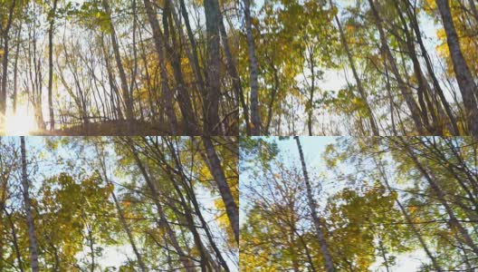 森林里美丽的金色秋天。太阳光照射在透镜的透镜上，发出刺眼的光。公园里的浪漫时光高清在线视频素材下载
