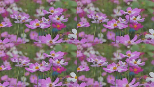田野里的粉红色宇宙花。高清在线视频素材下载