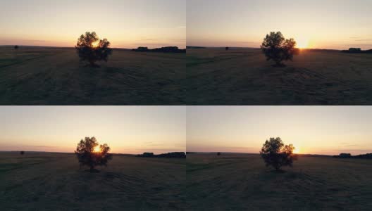 孤独的树在田野日落，航拍视频在运动高清在线视频素材下载
