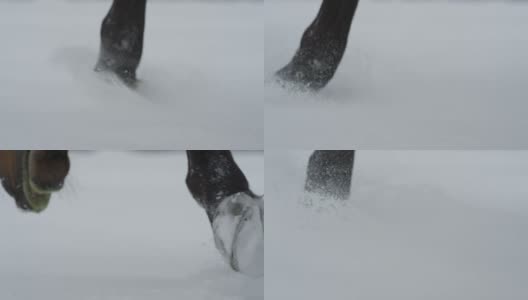 慢动作:马蹄行走在新鲜柔软的雪地上的细节高清在线视频素材下载
