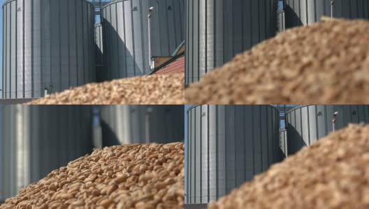粮仓储存农业，小麦在手高清在线视频素材下载