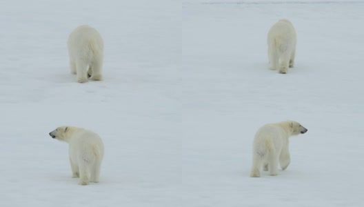 北极熊在冰上高清在线视频素材下载