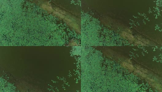 无人机拍摄的大荷塘。高清在线视频素材下载