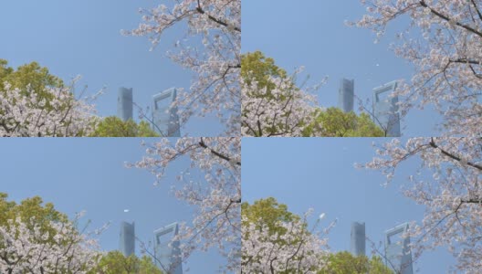 樱花在樱花树枝上盛开，樱花花瓣在微风中落下，如雨点般的蓝天和上海地标背景，美丽的风景，4K电影，慢镜头。高清在线视频素材下载