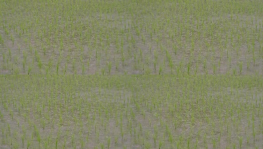 稻田鸟瞰图，你可以看到秧苗从水里冒出来。高清在线视频素材下载