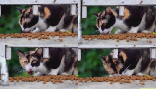 流浪猫吃干猫粮高清在线视频素材下载