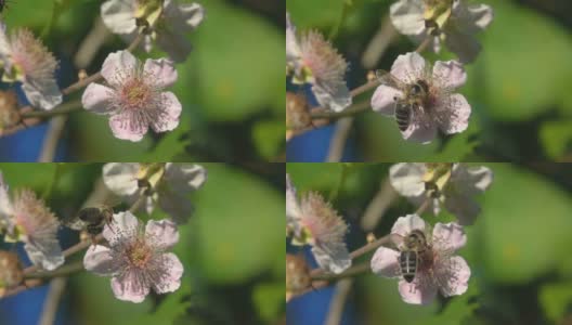 美丽的蜜蜂飞高清在线视频素材下载