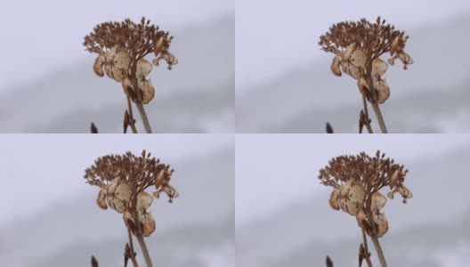 冬天地里的绣球花高清在线视频素材下载