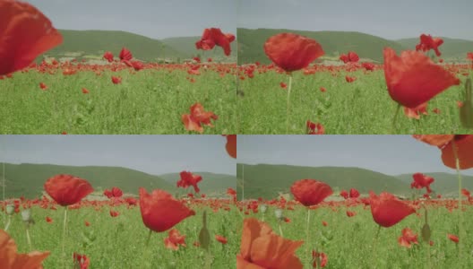 意大利翁布里亚城堡，阳光明媚的山地草地上盛开着鲜艳的红色罂粟花高清在线视频素材下载