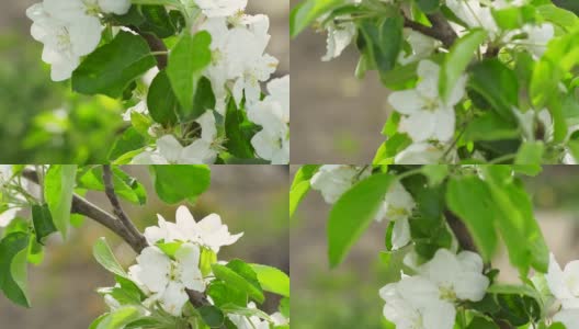 这是春天。苹果树开花了。摘要模糊背景1高清在线视频素材下载