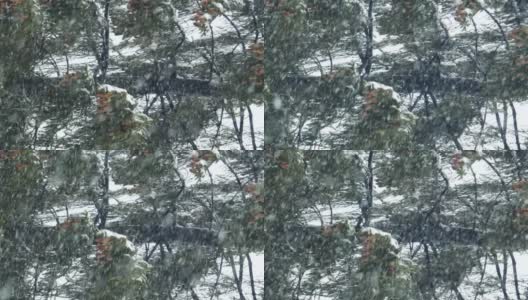 冬天的自然-松枝与雪在强风中摇曳。暴风雪里的大树。针叶和棕色球果。新年或圣诞节背景。垂直的屏幕。高清在线视频素材下载
