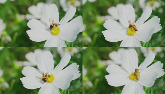 蜜蜂从白花中吸取花蜜，用自然的方法授粉。高清在线视频素材下载